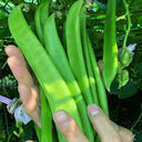 Thick-fleshed Sword Bean Seeds, 5 Seeds Per Bag