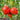 488 Yaponka Tomato, 5 Seeds