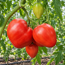 488 Yaponka Tomato, 5 Seeds