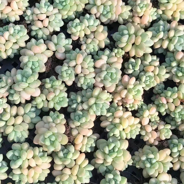 Echeveria cv. 'Bubblegum', 3pcs x 1-head