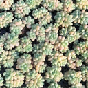 Echeveria cv. 'Bubblegum', 3pcs x 1-head