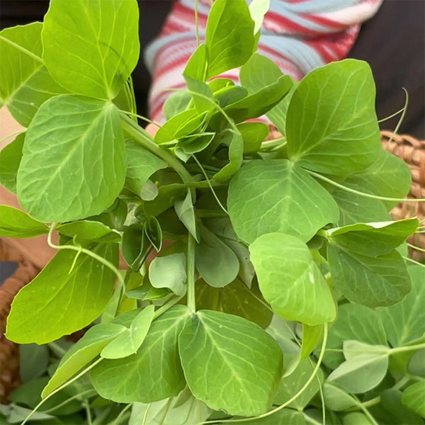 Pea Seeds for Microgreens, 15g Per Bag