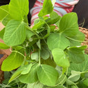 Pea Seeds for Microgreens, 15g Per Bag