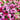 Hezhichun Mixed Color Cosmos, 1000 Seeds