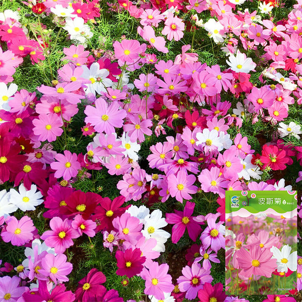 Hezhichun Mixed Color Cosmos, 1000 Seeds