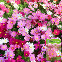 Hezhichun Mixed Color Cosmos, 1000 Seeds