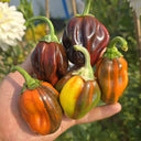 'Candy' Sweet Pepper Seeds, 3 Seeds