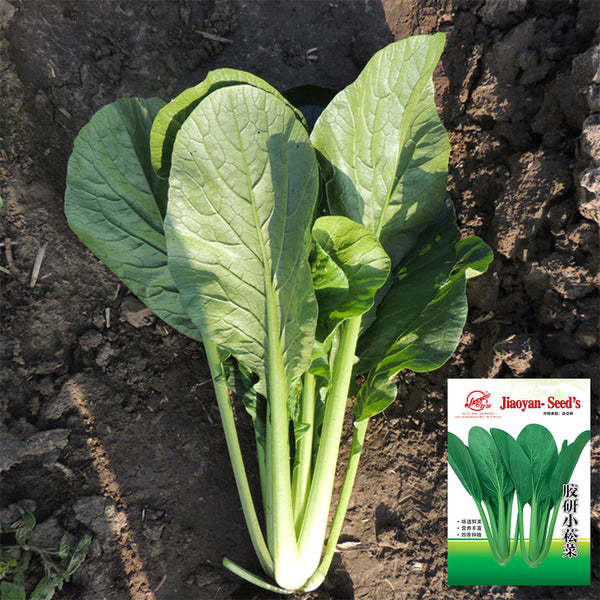 'Jiaoyan' Small Pak Choi Seeds, 10g