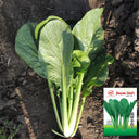 'Jiaoyan' Small Pak Choi Seeds, 10g