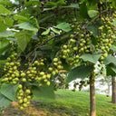 Paulownia fortunei, 200 Seeds