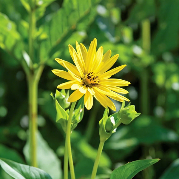 Cup Plant, 100 Seeds