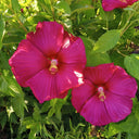 Swamp Rose Mallow Mixed Seeds, 100 Seeds