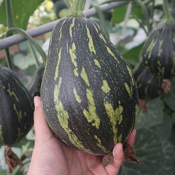 Fragrant Taro Pumpkin Seeds, 10 Seeds