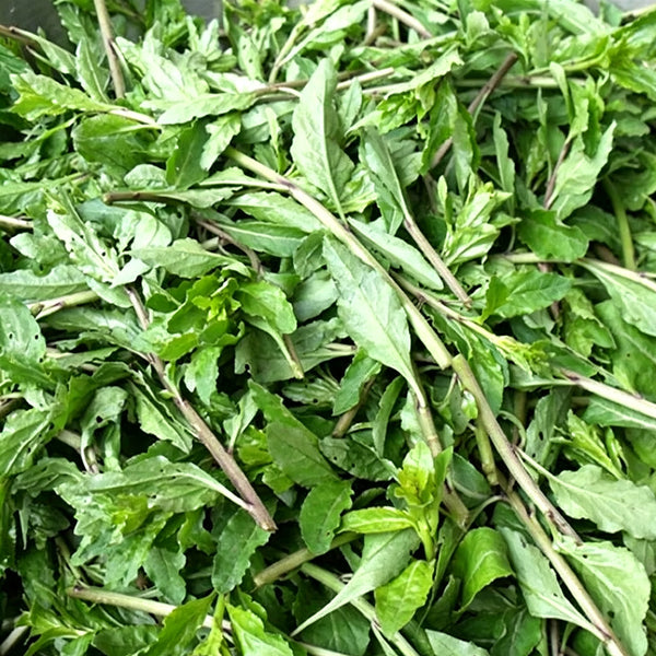 Fruitless Edible Leaf Wolfberry, 1000 Seeds