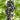 Black Currant, 10 Seeds