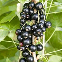 Black Currant, 10 Seeds
