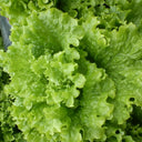Glass Lettuce, 2000 Seeds