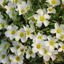Oxalis massonorum Series Bulb, 6 Bulbs