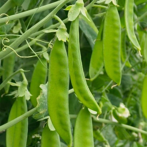 Large-Pod Snow Pea Seeds, 50g