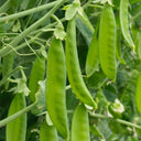 Large-Pod Snow Pea Seeds, 50g