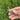 Festuca arundinacea 'Rebel V BT' Seeds, 200g