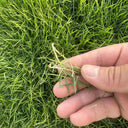 Festuca arundinacea 'Rebel V BT' Seeds, 200g