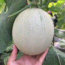 Dumi 101 Muskmelon Seeds, 500 Seeds