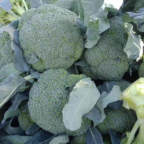 Japanese Broccoli Seeds, 100 Seeds