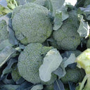Japanese Broccoli Seeds, 100 Seeds