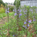 Mountain Mint, 500 Seeds