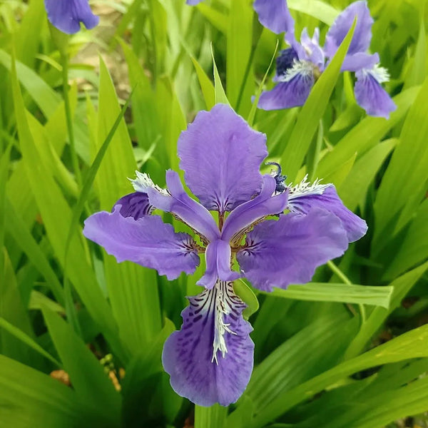 Blue Butterfly Iris, 100 Seeds