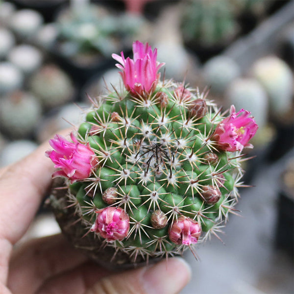 Mammillaria tayloriorum, 3-4cm