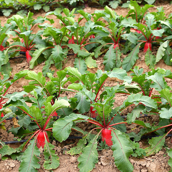 'Qishan Laobukang No.1' Water Radish Seeds, 20g