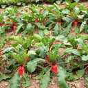 'Qishan Laobukang No.1' Water Radish Seeds, 20g