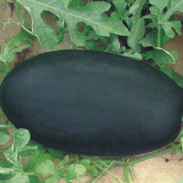'Black Tyrant' Super-sweet Watermelon Seeds
