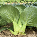 'Black Marshal' Bok Choy Seeds, 5g