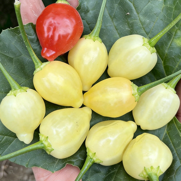 Seven-Colored Pickling Pepper, 100 Seeds