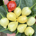 Seven-Colored Pickling Pepper, 100 Seeds