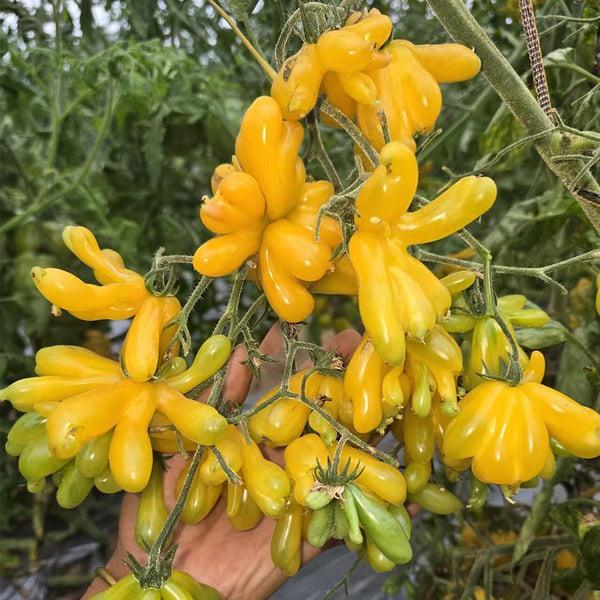 Sweet Popping Candy Tomato, 3 Seeds
