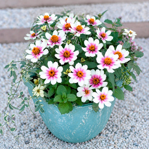 W1343 Zahara Starlight Rose Zinnia, 100 Seeds