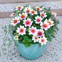 W1343 Zahara Starlight Rose Zinnia, 100 Seeds