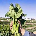Yibao Japanese Mustard Greens Seeds, 10g