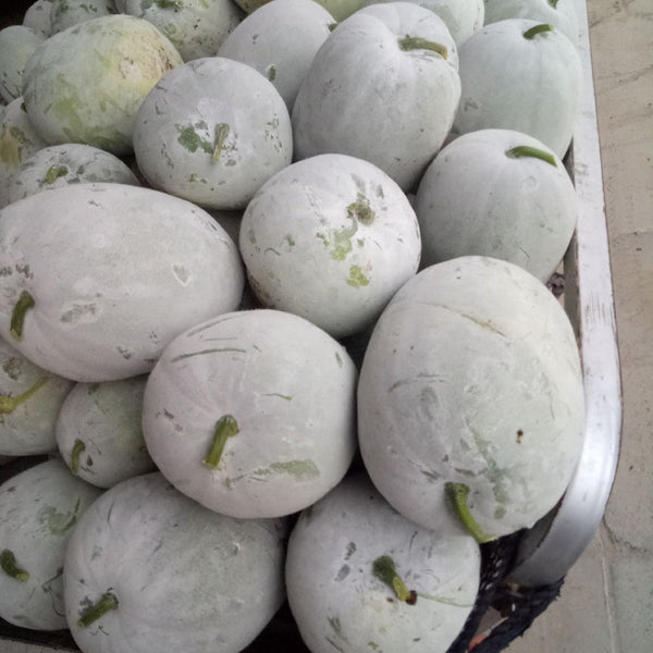 Beijing Chuanling No. 8 Wax Gourd Seeds, 10g