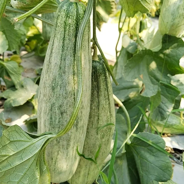 Horn Honey Melon Seeds, 100 Seeds