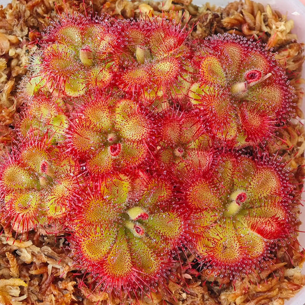Drosera burmannii 'Humpty Doo' Seeds, 100 Seeds
