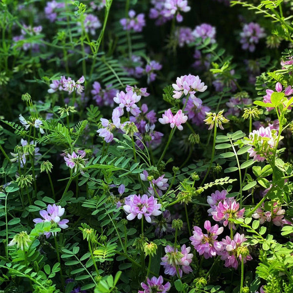 Crown Vetch Seeds, 10g
