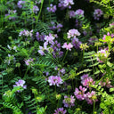 Crown Vetch Seeds, 10g