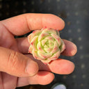 Echeveria 'Blue Light', 3pcs x 1-head