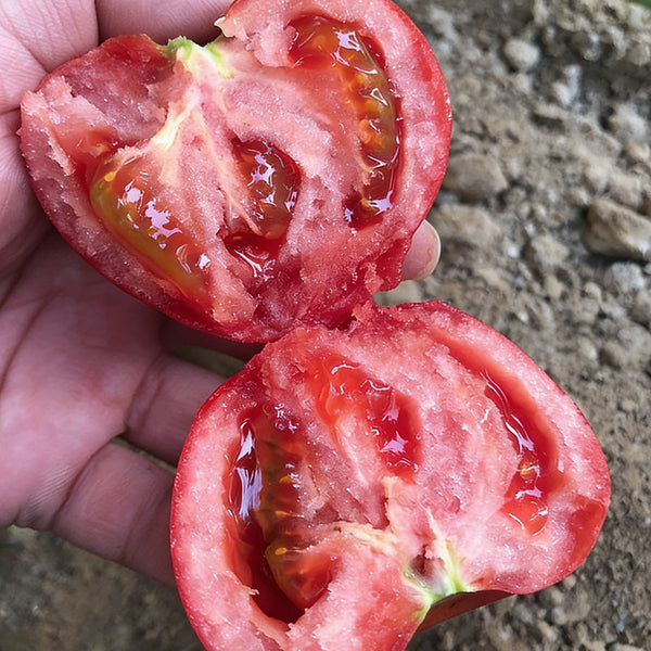 Super Sweet Pink Beauty Tomato, 20 Seeds