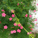 Pink Cypress Vine, 5 Seeds